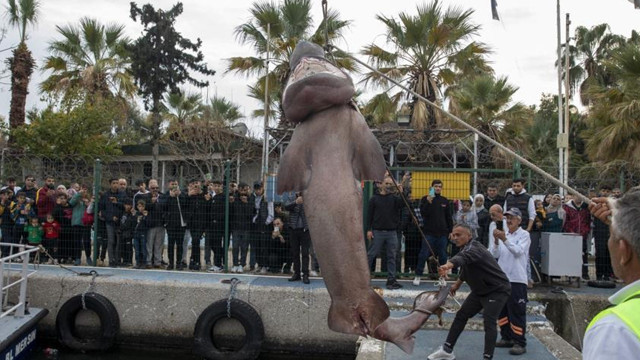 20 günde 2 köpek balığı kıyıya vurdu, uzmanın açıklamaları hem düşündürdü hem rahatlattı - Resim: 0