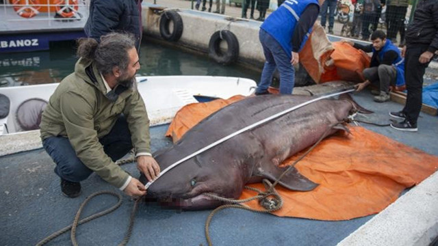 20 günde 2 köpek balığı kıyıya vurdu, uzmanın açıklamaları hem düşündürdü hem rahatlattı - Resim: 2
