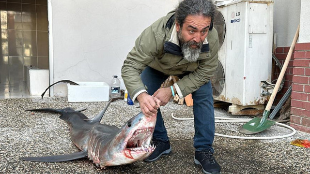 20 günde 2 köpek balığı kıyıya vurdu, uzmanın açıklamaları hem düşündürdü hem rahatlattı - Resim: 3