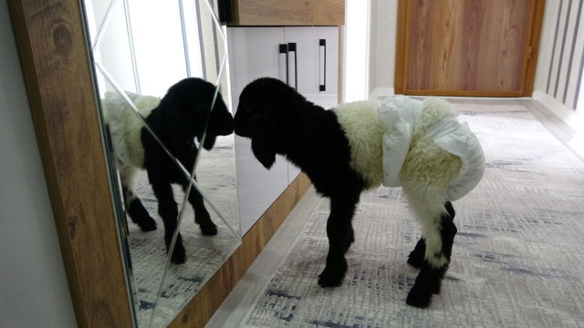 Annesinin reddettiği kuzuya bebek şefkati gösterdiler - Resim: 0