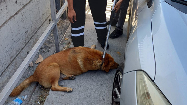 Fatih'te bir kişiyi öldüren sahipsiz köpekler, belediye ekiplerince toplandı - Resim: 2