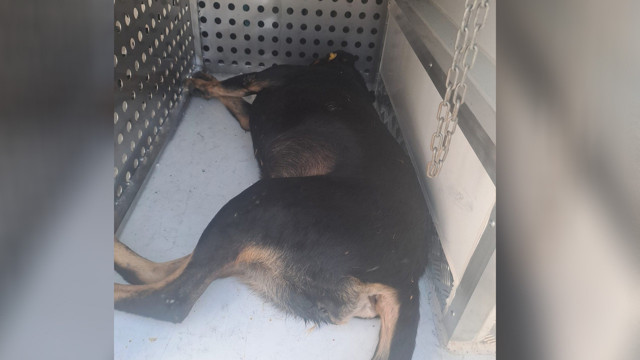 Fatih'te bir kişiyi öldüren sahipsiz köpekler, belediye ekiplerince toplandı - Resim: 3