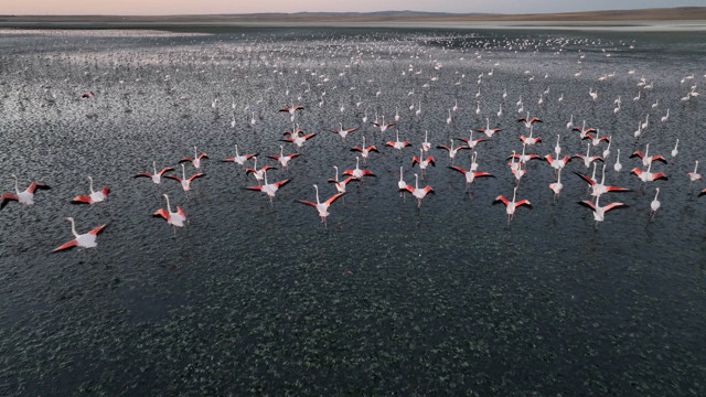 Tuz Gölü’nde bu yıl 4 bin 300 yavru flamingo tespit edildi! Bakan Murat Kurum: Anadolu’nun en nazlı misafirleri bize emanet - Resim: 2