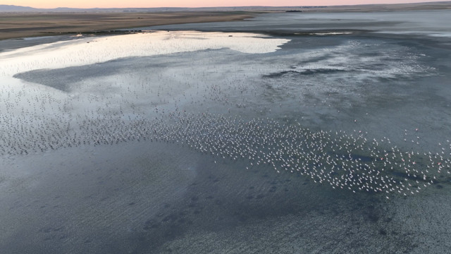 Tuz Gölü’nde bu yıl 4 bin 300 yavru flamingo tespit edildi! Bakan Murat Kurum: Anadolu’nun en nazlı misafirleri bize emanet - Resim: 1