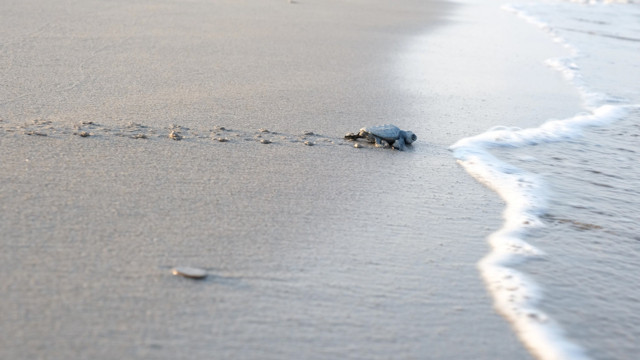 Bu yıl en yüksek yavru oranına ulaşıldı! 169 bin 972 kaplumbağa denize kavuştu - Resim: 1