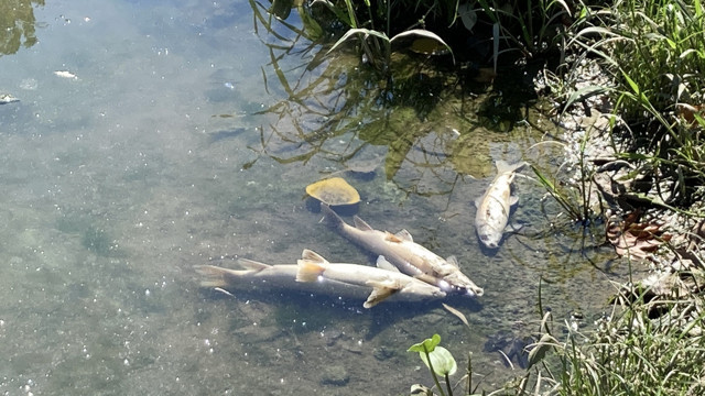 Bartın Irmağı'ndaki balık ölümlerine ilişkin inceleme başlatıldı - Resim: 0
