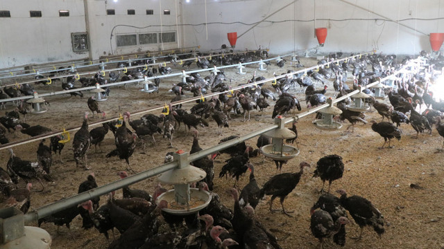 Ankara'da 50 milyonluk vurgun! Çiftlik Bank'tan sonra şimdi de Hindi çiftliği - Resim: 2