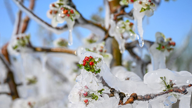 Doğaya iklim kırbacı! Nisan karından sonra yaz için rahatsız eden tahmin - Resim: 0