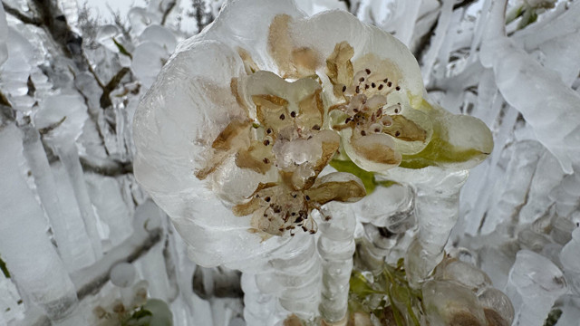 Doğaya iklim kırbacı! Nisan karından sonra yaz için rahatsız eden tahmin - Resim: 1