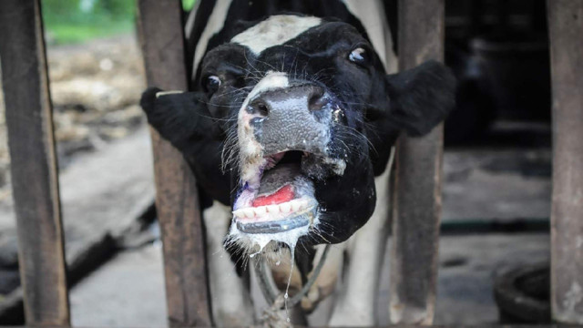 Karantinaya alınmıştı! Ardahan'da şap hastalığı önleme çalışmaları sürüyor - Resim: 0