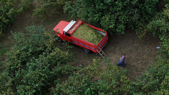 Trabzon ve Giresun'da fındık hasadına başlandı - Resim: 4