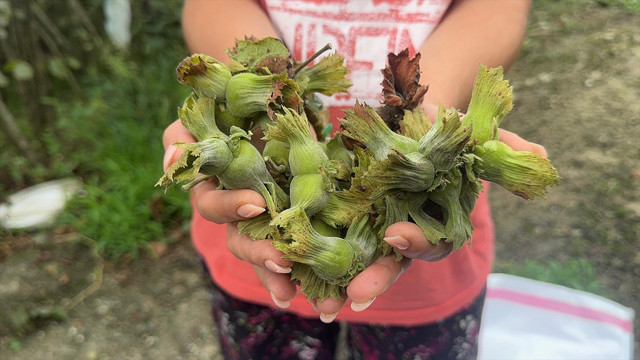 Trabzon ve Giresun'da fındık hasadına başlandı - Resim: 1