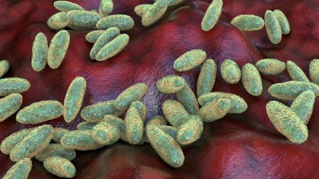 Veba yeniden hortladı! Önlemler sıkılaştırılıyor... - Resim: 1