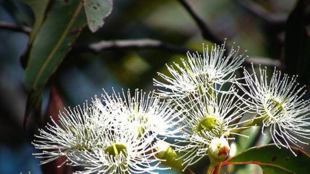 Sıcak suda kaynatılan keçi boynuzu sonuç! - Resim: 4