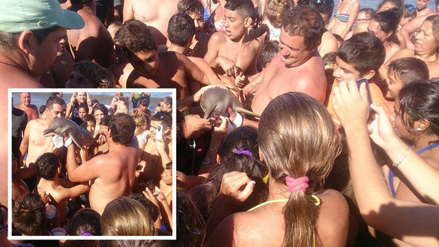 Selfie çektikleri yunusu öldürdüler - Resim: 4