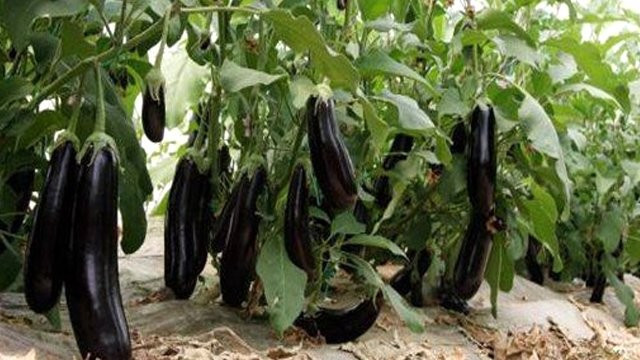 Patlıcan faydasız bir sebze mi? - Resim: 4