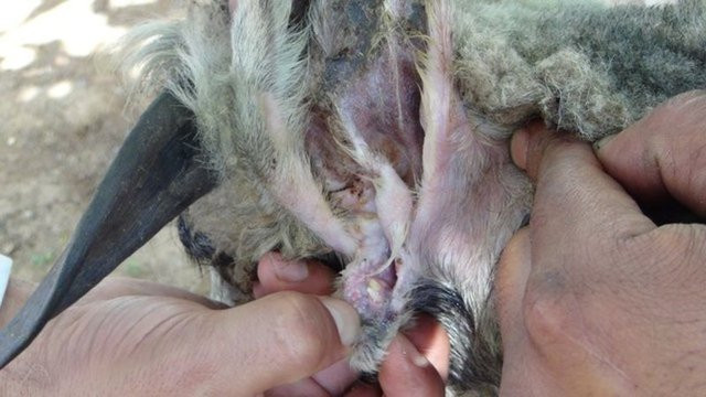 Kimse ne olduğunu anlamadı deniz kıyısına vuran bu ceset dünyayı salladı  - Resim: 1