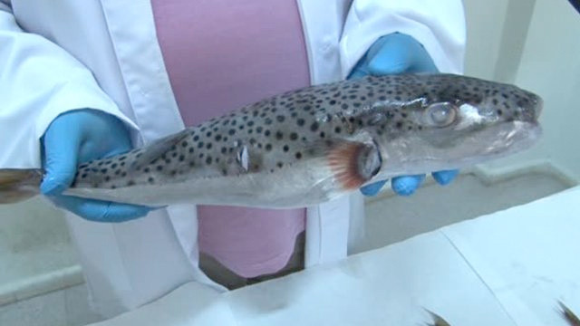 Hint okyanusundan geldiler Ege ve Marmara'da büyük tehlike - Resim: 1