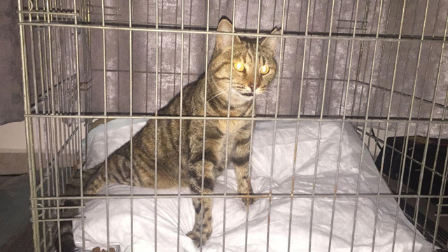 İzmir'de sahipli kedi tüfekle vuruldu - Resim: 2