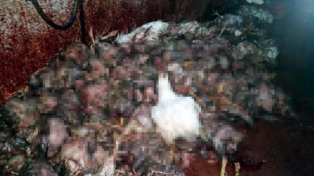 Adana'da skandal görüntüler zabıta görünce şoke oldu - Resim: 2