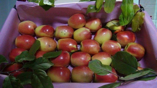 Şifa bunlarda! Siyah sarımsak neye iyi gelir - Resim: 2