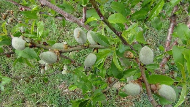 Çağla meyvesinin mucizevi faydaları - Resim: 4