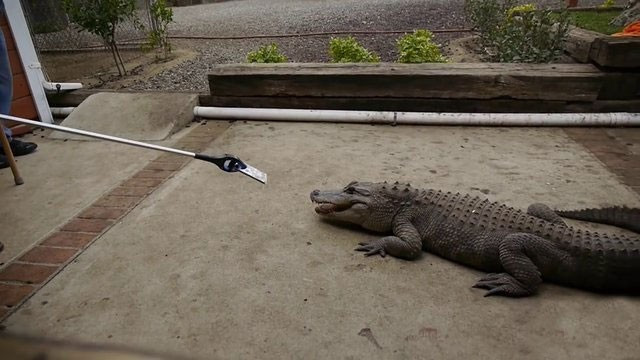 İPhone'u timsahların önüne attılar! Bakın sonra ne oldu - Resim: 3