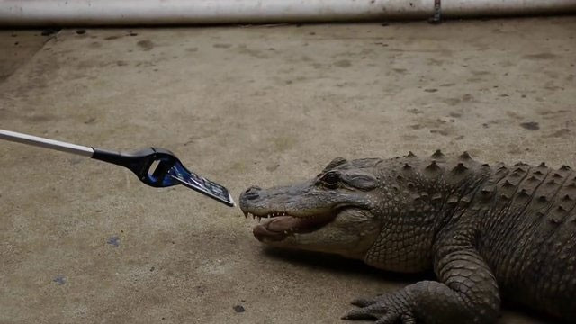 İPhone'u timsahların önüne attılar! Bakın sonra ne oldu - Resim: 4