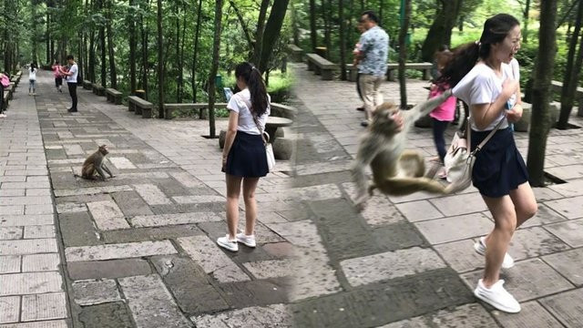 1 saniye sonra olanlar oldu! Maymunun yanıdan geçecekken - Resim: 1