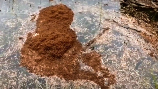 Karıncaların kaçışını gören şoke oluyor! Akıl sır ermez - Resim: 3