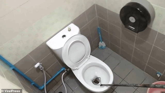 3 metrelik piton yılanı adamın penisini ısırdı - Resim: 1