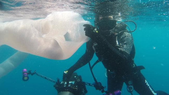 Denizde 8 metrelik gizemli dev canlı! Dalgıçlar gözlerine inanamadı - Resim: 4