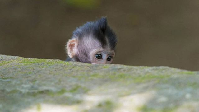 Maymun dehşeti! 12 günlük bebeği annesinin kucağından alıp... - Resim: 1