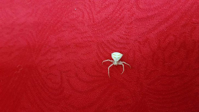 Osmaniye'de ortaya çıktı! İnsan yüzlü örümcek görenleri şaşırtıyor - Resim: 1