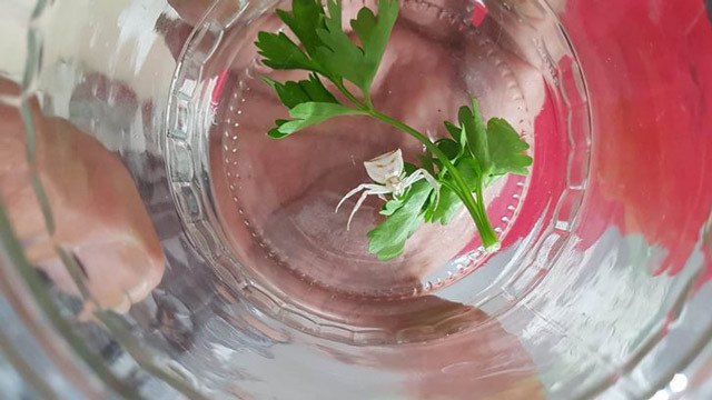 Osmaniye'de ortaya çıktı! İnsan yüzlü örümcek görenleri şaşırtıyor - Resim: 2