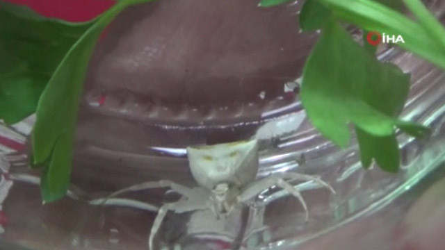 Osmaniye'de ortaya çıktı! İnsan yüzlü örümcek görenleri şaşırtıyor - Resim: 3