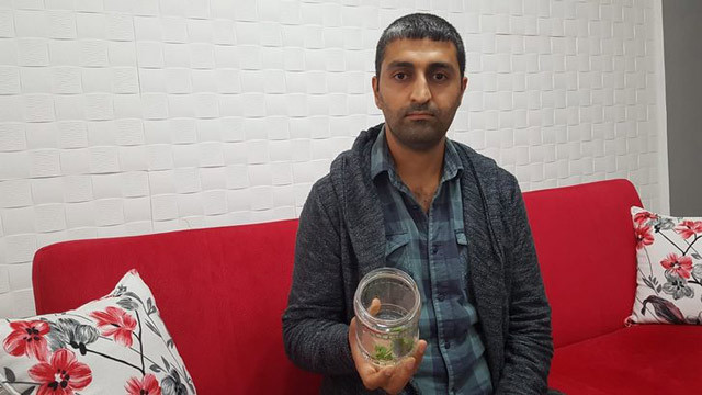 Osmaniye'de ortaya çıktı! İnsan yüzlü örümcek görenleri şaşırtıyor - Resim: 4