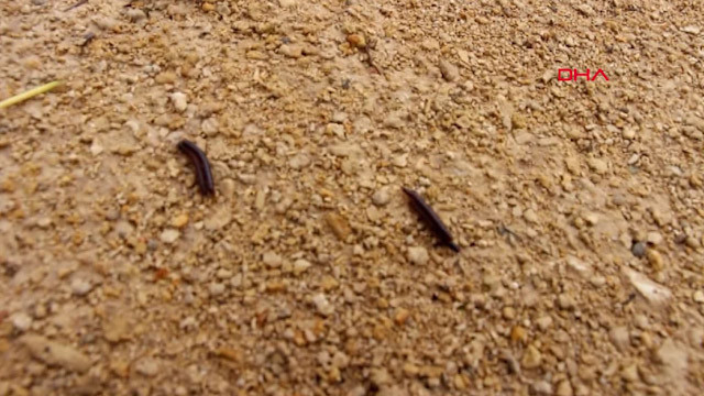 10 gün önce Hatay'da ortaya çıktı! Evleri istila etti, halk tedirgin... - Resim: 2