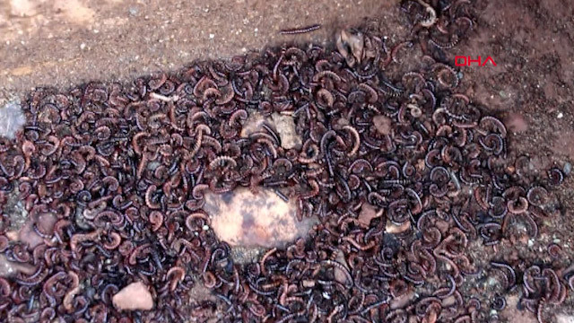 10 gün önce Hatay'da ortaya çıktı! Evleri istila etti, halk tedirgin... - Resim: 4