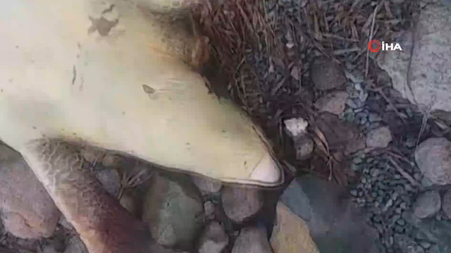 Bodrum'da üzücü manzara! Görünce şoka girdi - Resim: 3