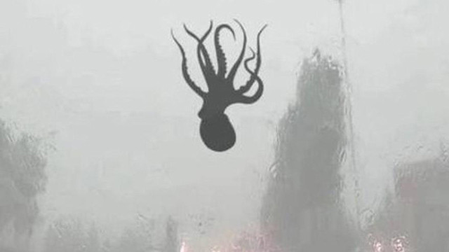 Korku filmi gibi… Gökyüzünden ahtapot yağdı - Resim: 1