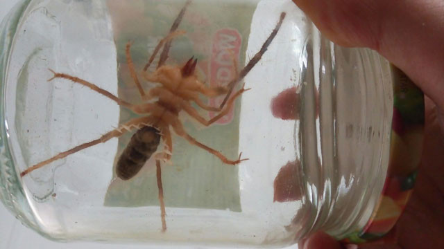 Et yiyen örümcek paniği! Gördüğünüz gibi haber verin - Resim: 2