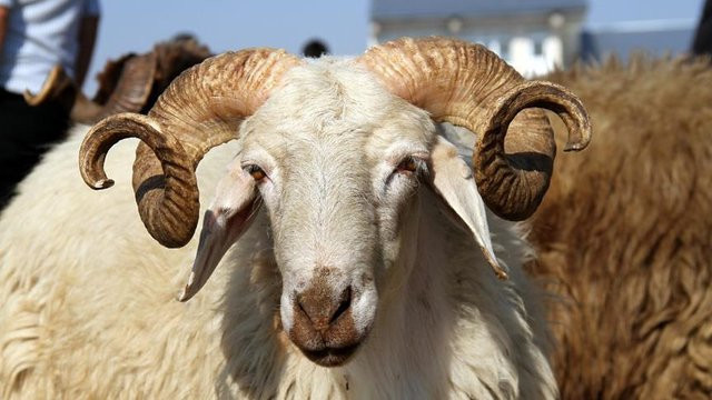 Büyükbaş kurban fiyatları ve Küçükbaş kurban fiyatları hangi ilde ne kadar? - Resim: 2