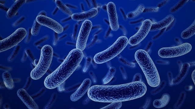 Antibiyotiklere dirençli süper bakteri yayılıyor - Resim: 2