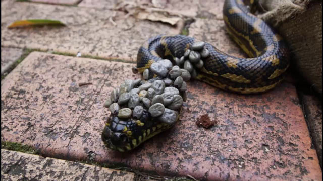  Böylesi görülmedi! Yılanın üzerine bakın ne yapıştı - Resim: 4