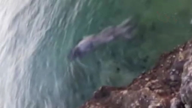 Dünyada sadece 4 yerde yaşıyor! Görenler hemen telefona sarıldı - Resim: 2