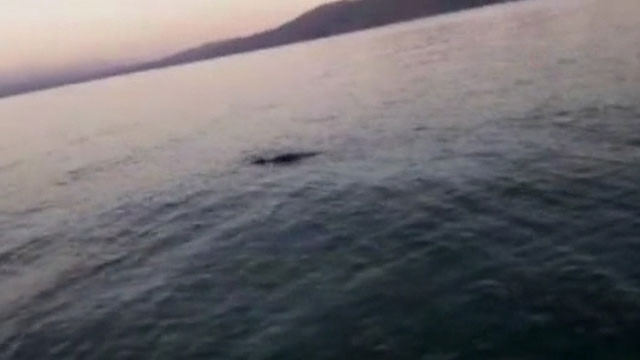 Dünyada sadece 4 yerde yaşıyor! Görenler hemen telefona sarıldı - Resim: 4