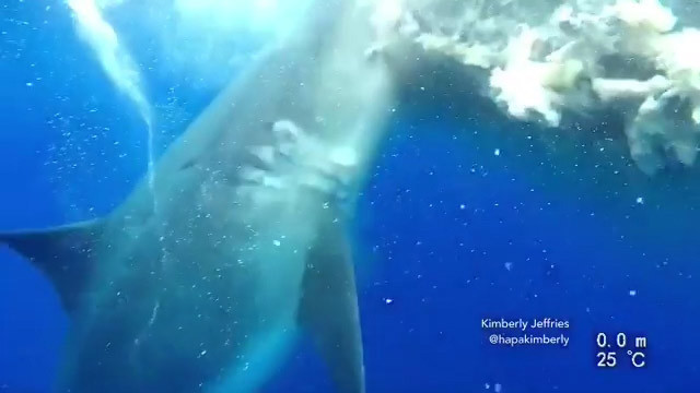 O dünyanın en büyüğü! Yaşı ise duyanları şoke etti - Resim: 3