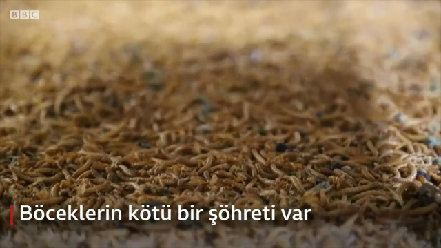 Açlıkla mücadele için çözüm böcek yemek mi? Şoke eden araştırma - Resim: 2