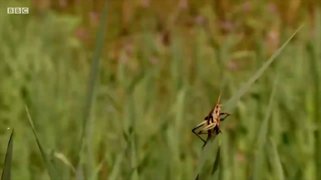 Açlıkla mücadele için çözüm böcek yemek mi? Şoke eden araştırma - Resim: 3